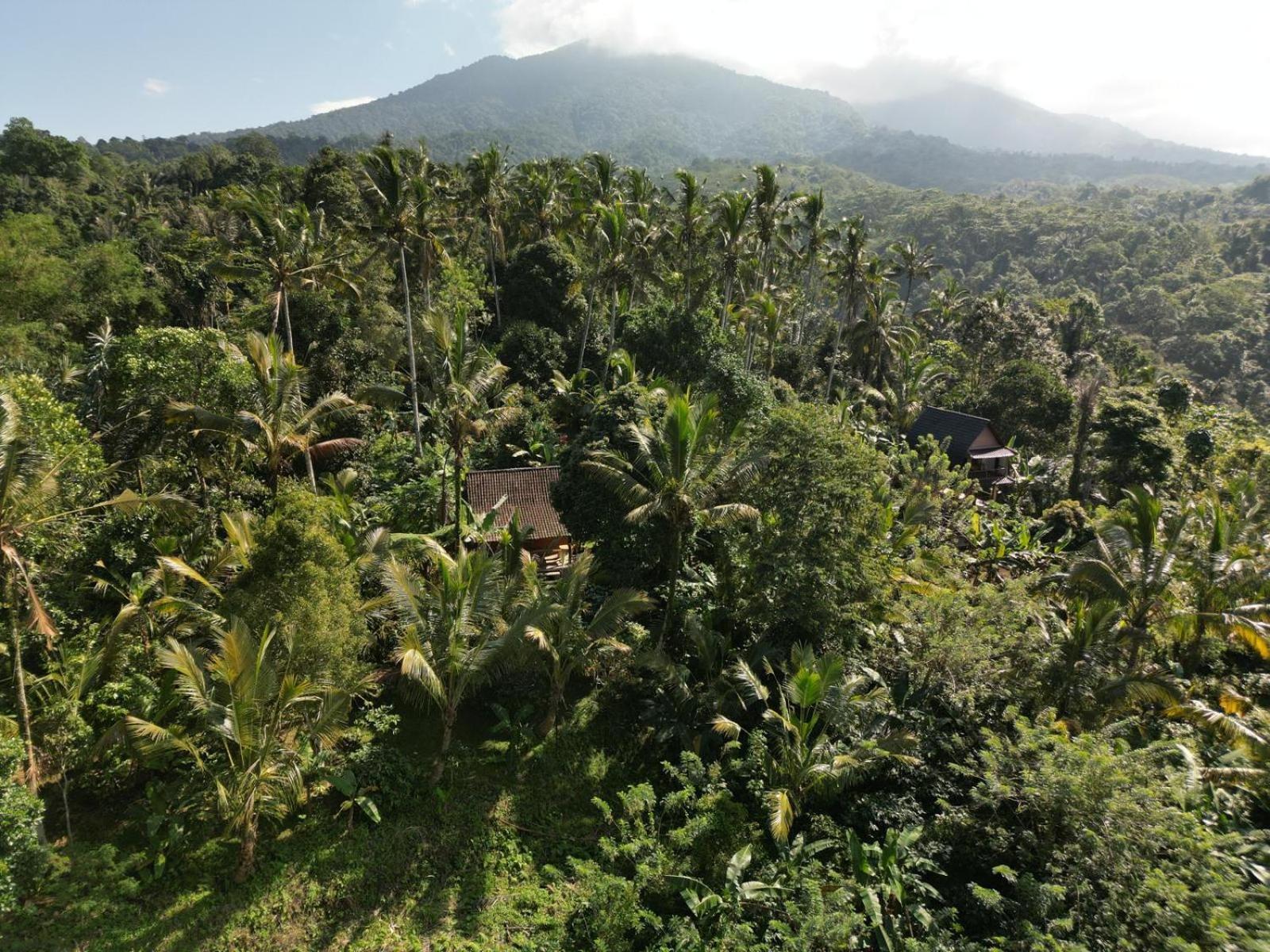 Bali Mountain Forest Cabin Penebel Værelse billede