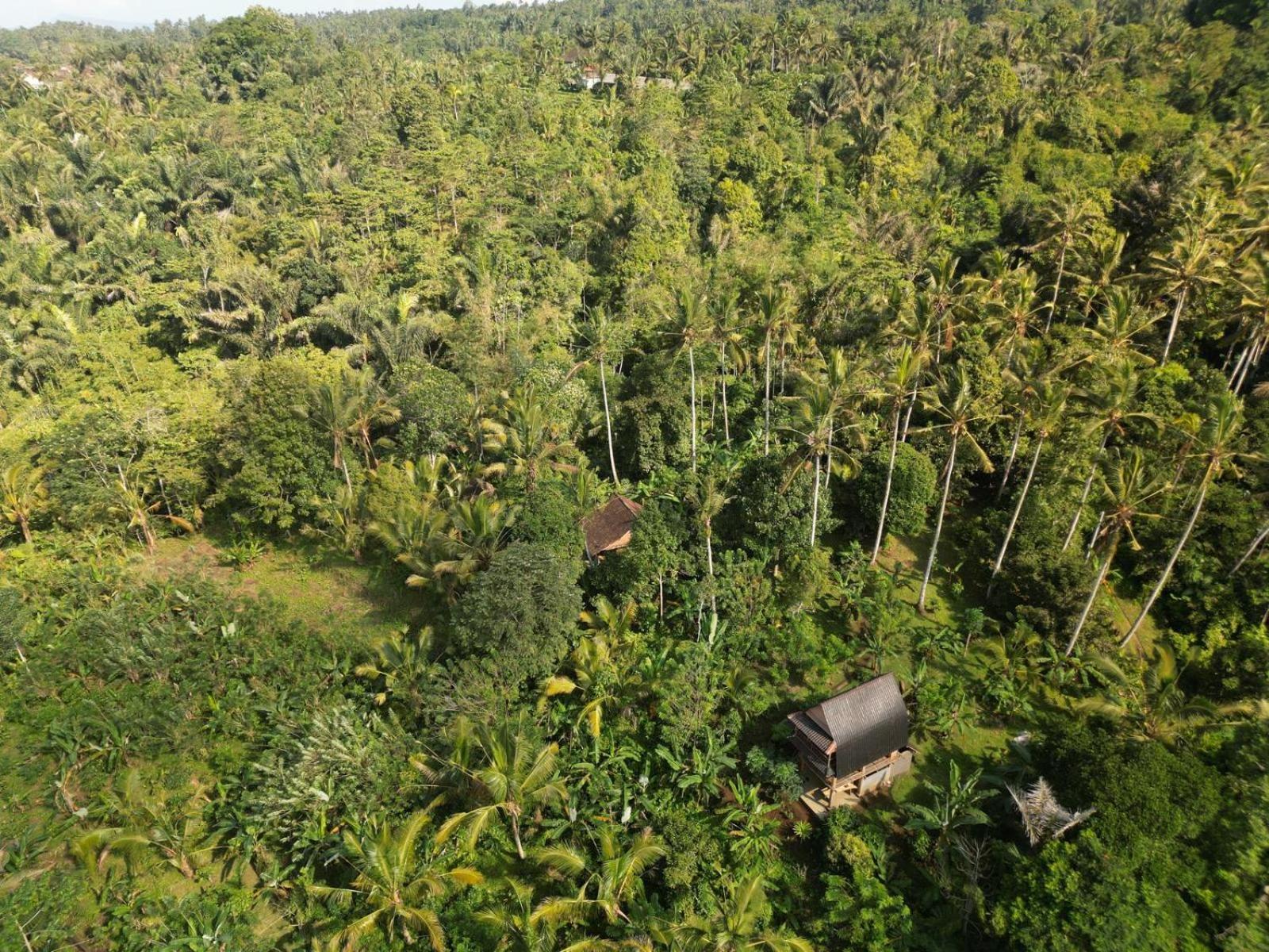Bali Mountain Forest Cabin Penebel Værelse billede